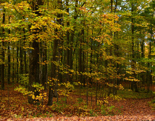 Tree from the bottom in autumn season eastern township in Quebec Canada