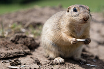 Naklejka na ściany i meble European ground squirrel munching on seeds in a field at Muran plain, Slovakia