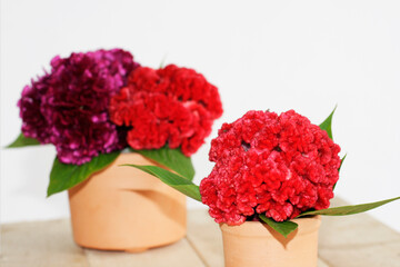 Elegant creative background with red flowers on wood, to celebrate the arrival of Christmas in 2021.Merry Christmas! Happy New Year. We also celebrate autumn, spring, summer. Valentine background.