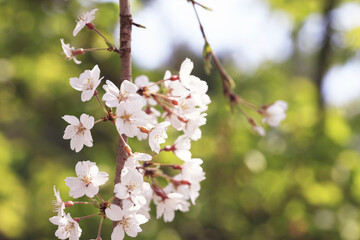 桜