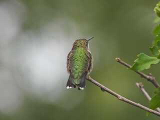 Ruby-Throated Hummingbird in Slight Profile View with Straight Narrow Beak and Eye Showing Along with Incredible Iridescent Green Feathers on Back, White Tipped Tail and Fluffed Side Plumage