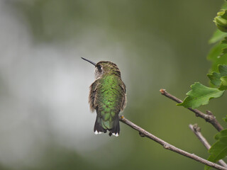 Ruby-Throated Hummingbird Isolated on Bush Stem Taken From The Back as it Looks to the Side with Long Straight Beak Iridescent Green Feathers and Halo Lighted Blurred Background © Jennifer Davis