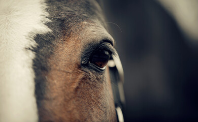 Eye of a brown horse with a white groove on the muzzle close-up.