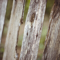 Closeup old grey picket fence in rural garden