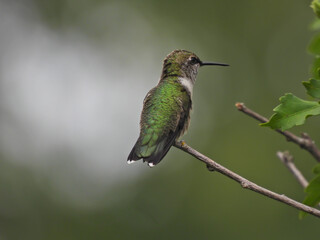 Fototapeta na wymiar Ruby-Throated Hummingbird Perched with Stretching Neck with Side Profile View Showing Iridescent Green Feathers on Back and White Tipped Tail, Black Beak and White Feathers on Breast