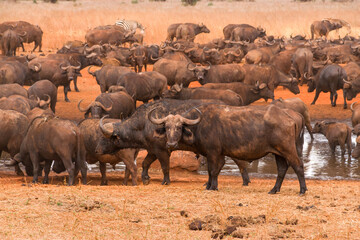 African buffalo or Cape buffalo (Syncerus caffer) drinking at a watering hole, Ngutuni reserve, Tsavo, Kenya