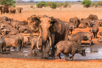 Fototapete bei efototapeten.de bestellen   