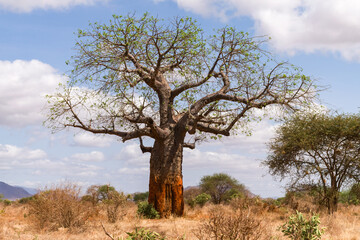 Fototapeta na wymiar A large African baobab tree (Adansonia digitata) in open savannah on a sunny morning, Kenya, East Africa