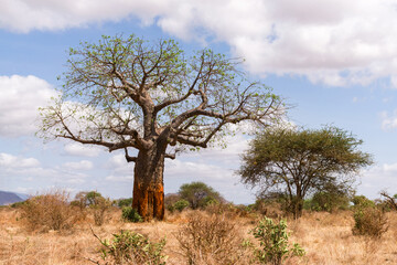 A large African baobab tree (Adansonia digitata) in open savannah on a sunny morning, Kenya, East...