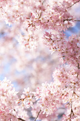 Obraz premium シダレザクラ