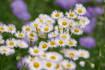 field of daisies