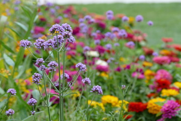 field of flowers