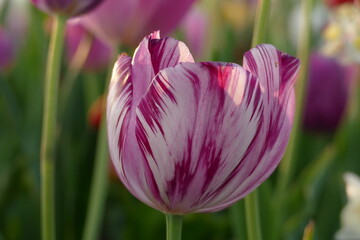 Striped tulip