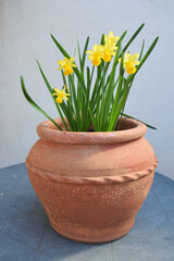 Jonquilles dans un pot en terre