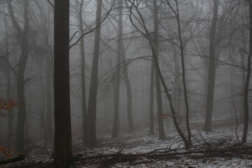 blurred photo of a foggy landscape with trees in a forest, mysterious mystical concept
