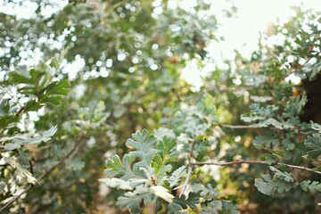 Green Oak leaves in the sun
