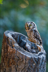 Owl at sunrise. Boreal owl, Aegolius funereus, perched on decayed trunk. Typical small owl with big yellow eyes in first morning sun rays. Known as Tengmalm's owl. Habitat Europe, Asia, N. America.