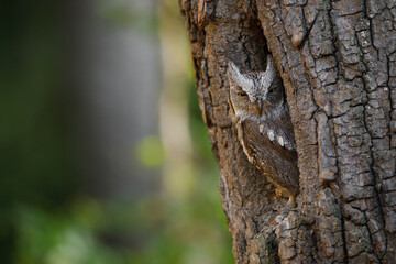 European scops owl, Otus scops, in tree hole at sunrise. Small owl peeks out from trunk showing narrowed eyes. Bird also known as Eurasian scops owl. Wildlife scene. Morning in nature.