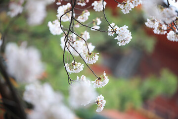 桜