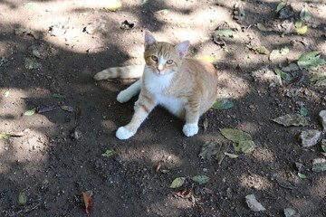 kitten on the ground looking up