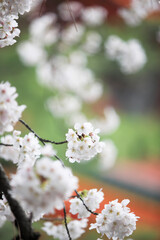 Fototapeta premium 桜