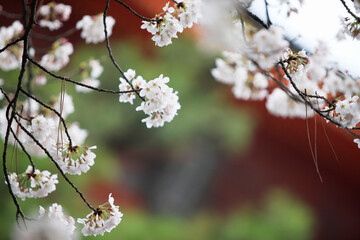 桜