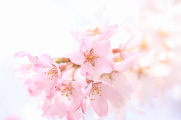 枝垂桜