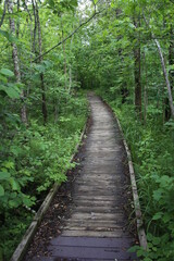 Rustic path through the woods - a boardwalk.