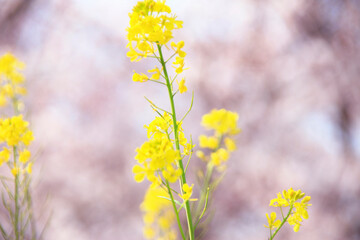 菜の花と桜