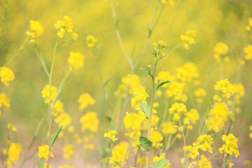 Obraz premium ナノハナ