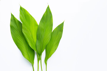 Green leaves of turmeric on white background.