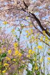 菜の花と桜
