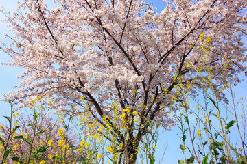 菜の花と桜