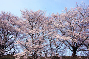 Naklejka premium 桜