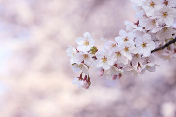 桜クローズアップ