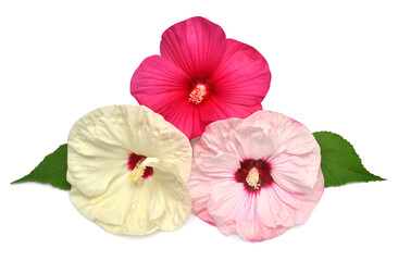 Collection hibiscus head flower grade Fireball, Old Yella and Cherry Cheesecake isolated on white background