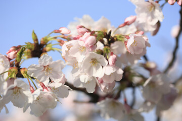 桜クローズアップ