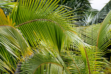 coconut palm leaves, nature background