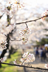 哲学の道の桜