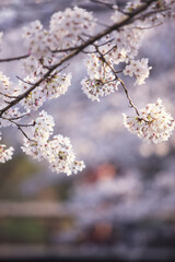 哲学の道の桜