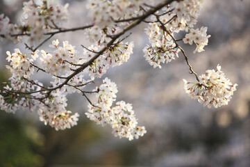 桜