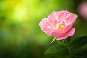 Roses in the garden