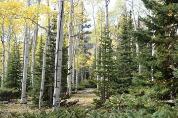 Autumn Forest with Yellow Aspens