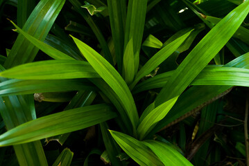 Obraz premium Pandan leaves background 