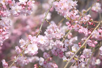 枝垂れ桜