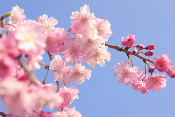 枝垂れ桜