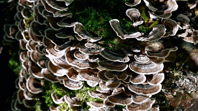 Coriolus Pilz am  Baumstamm 01 - 25fps 4K
