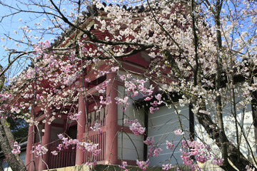 二和寺と桜