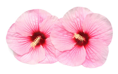 Two hibiscus head pink flower grade Summer Storm isolated on white background