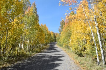 Fototapeta premium Road Cuts Path Between Aspen Trees